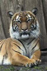 lying Bengal tiger kept in the zoo