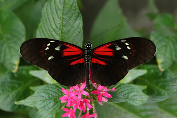 Butterfly Large common Postman Heliconius Melpomene Rosina 