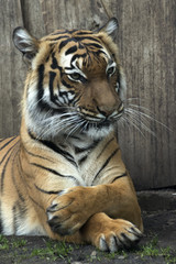 lying Bengal tiger kept in the zoo