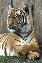 lying Bengal tiger kept in the zoo