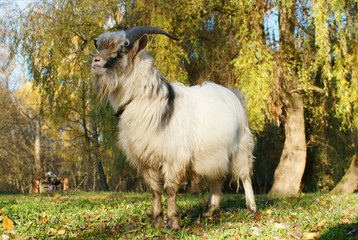 Obraz premium Grey goat grazed on autumn green meadow