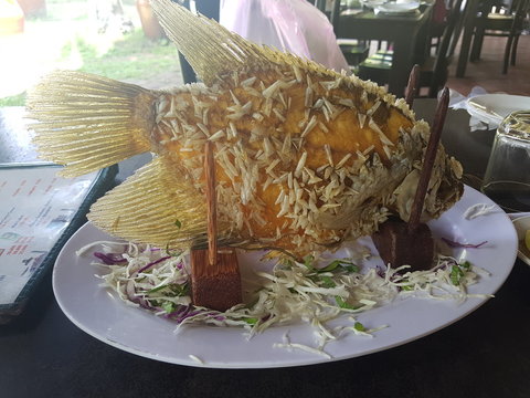 Elephant fish