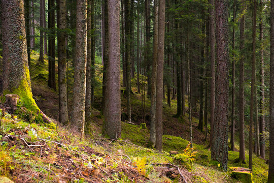 Blick in dunklen Wald © bernhardrogen.com