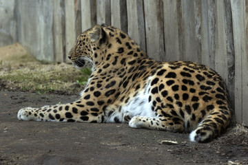 beautiful leopard held in captivity