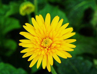 yellow Gerbera jamesonii blossom in Thailand
