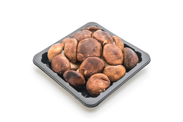 Fototapeta premium fresh shiitake mushroom