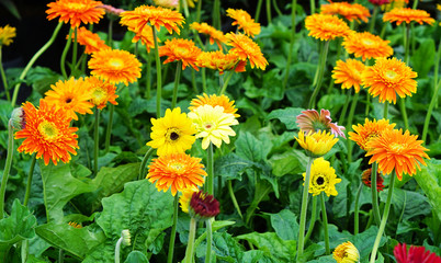 yellow Gerbera jamesonii blossom in Thailand