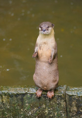 otter by water
