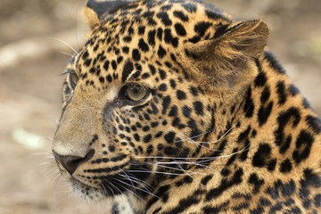 Fototapeta na wymiar beautiful leopard held in captivity