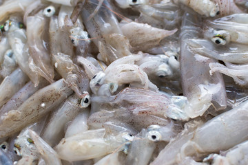 Fresh fish, shellfish, seafood in Cambrils Harbor Market, Catalonia, Spain.