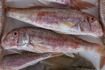 Fresh fish, shellfish, seafood in Cambrils Harbor Market, Catalonia, Spain.