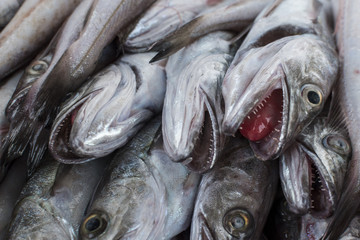 Fresh fish, shellfish, seafood in Cambrils Harbor Market, Catalonia, Spain.