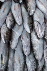 Obraz premium Fresh fish, shellfish, seafood in Cambrils Harbor Market, Catalonia, Spain.