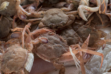 Fresh fish, shellfish, seafood in Cambrils Harbor Market, Catalonia, Spain.