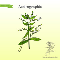 Andrographis paniculata, or king of bitters, ayurvedic herb