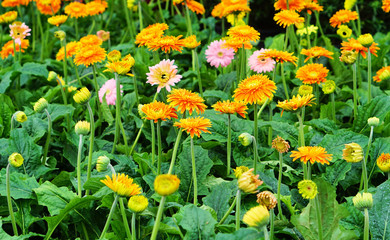 Orange Gerbera jamesonii blossom in Thailand