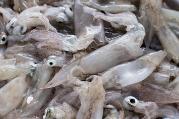 Fresh fish, shellfish, seafood in Cambrils Harbor Market, Catalonia, Spain.