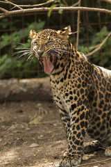 beautiful leopard held in captivity
