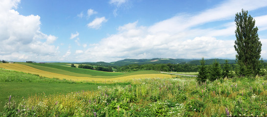 Panoramic view of natural scene of Biei, Hokkaido