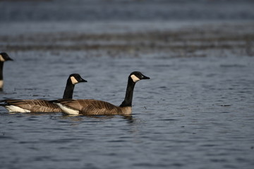 Geese on a Lake