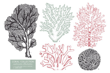 Naklejka premium Vector collection of hand drawn reef corals sketch.Vintage set underwater natural elements. Vintage sealife illustration on white background