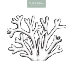 Naklejka premium Vector illustration of hand drawn reef coral. Vintage set underwater natural elements. Vintage sealife sketch of finger coral.