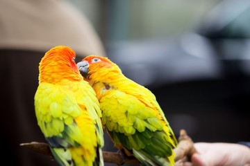 Couple macaw in Thailand