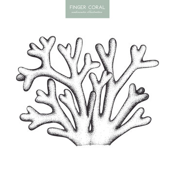 Vector illustration of hand drawn reef coral. Vintage set underwater natural elements. Vintage sealife sketch of finger coral.