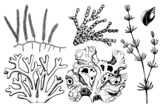 Vector collection of hand drawn green seaweed illustrations. Vintage set of sea weeds isolated on white background. Underwater sketch.