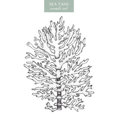 Naklejka premium Vector illustration of hand drawn reef coral. Vintage set underwater natural elements. Vintage sealife sketch.