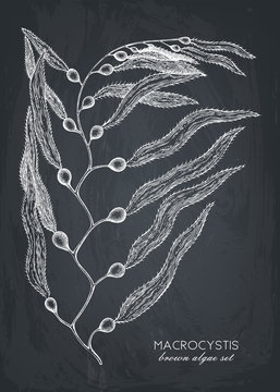 Ink hand drawn Macrocystis sketch set on chalkboard. Vector illustration of highly detailed brown algae. Seaweeds collection.