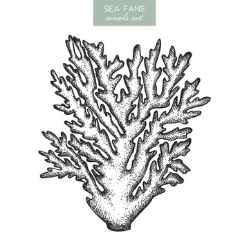 Vector illustration of hand drawn reef coral. Vintage set underwater natural elements. Vintage sealife sketch.