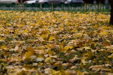 Autumn leaves on the lawn.
