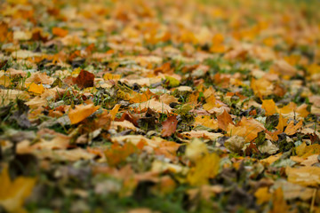 Autumn leaves on the lawn.