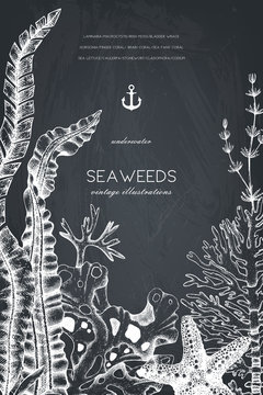 Vector frame with hand drawn sea corals, fish, stars sketch. Vintage background with underwater natural elements. Decorative sealife illustration on chalkboard. Wedding design.