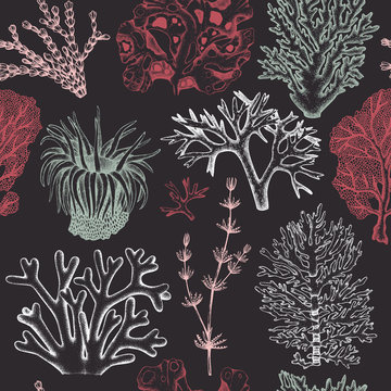 Seamless pattern with hand drawn seaweeds, corals , shells sketch. Vector background with underwater natural elements. Vintage sealife illustration.