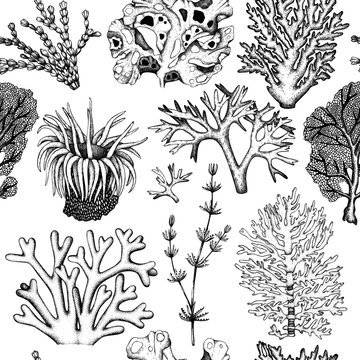 Seamless pattern with hand drawn seaweeds, corals , shells sketch. Vector background with underwater natural elements. Vintage sealife illustration.