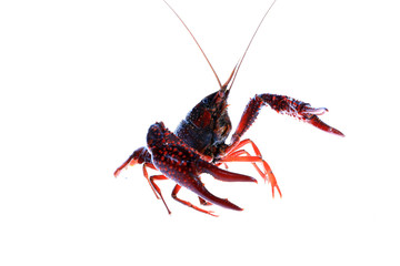 Crawfish