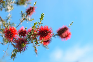 Nature: Wild red flowers against blue sky background.