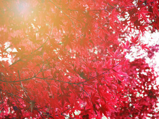 Abstract autumn (fall) of maple tree in Japan