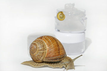 snail slime cream.  snail mucus extract. Gel with extract of a snail   in a transparent small jar and large and small snails on a white background.  © Yuliya