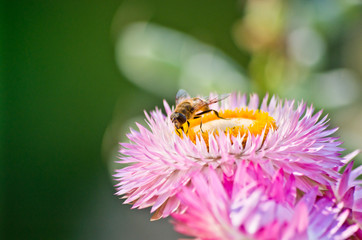 Bee captures pollen from a flower