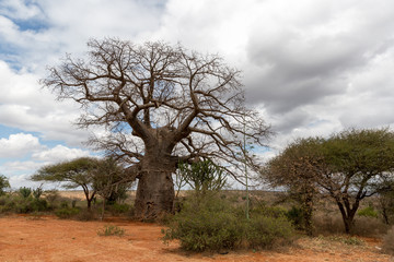 Baobabbaum (Adansonia digitata) - Afrikanischer Affenbrotbaum - Tansania