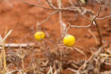 Gelbe Frucht - Pflanze - Tansania