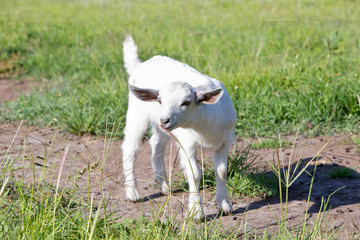 Young white miniature goat kid