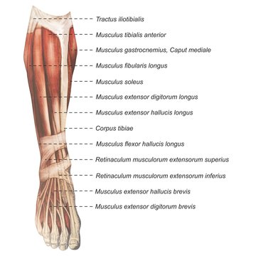 Oberschenkel Muskulatur frontal medial lateral anterior Latein crus - Lithografie Zeichnung Vektor handgezeichnet Grafik