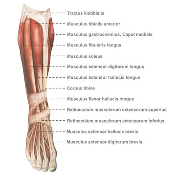 Oberschenkel Muskulatur frontal medial lateral anterior Latein crus - Lithografie Zeichnung Vektor handgezeichnet Grafik