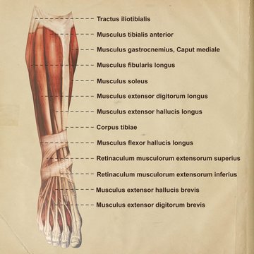 Oberschenkel Muskulatur frontal medial lateral anterior Latein crus - Lithografie Zeichnung Vektor handgezeichnet Grafik