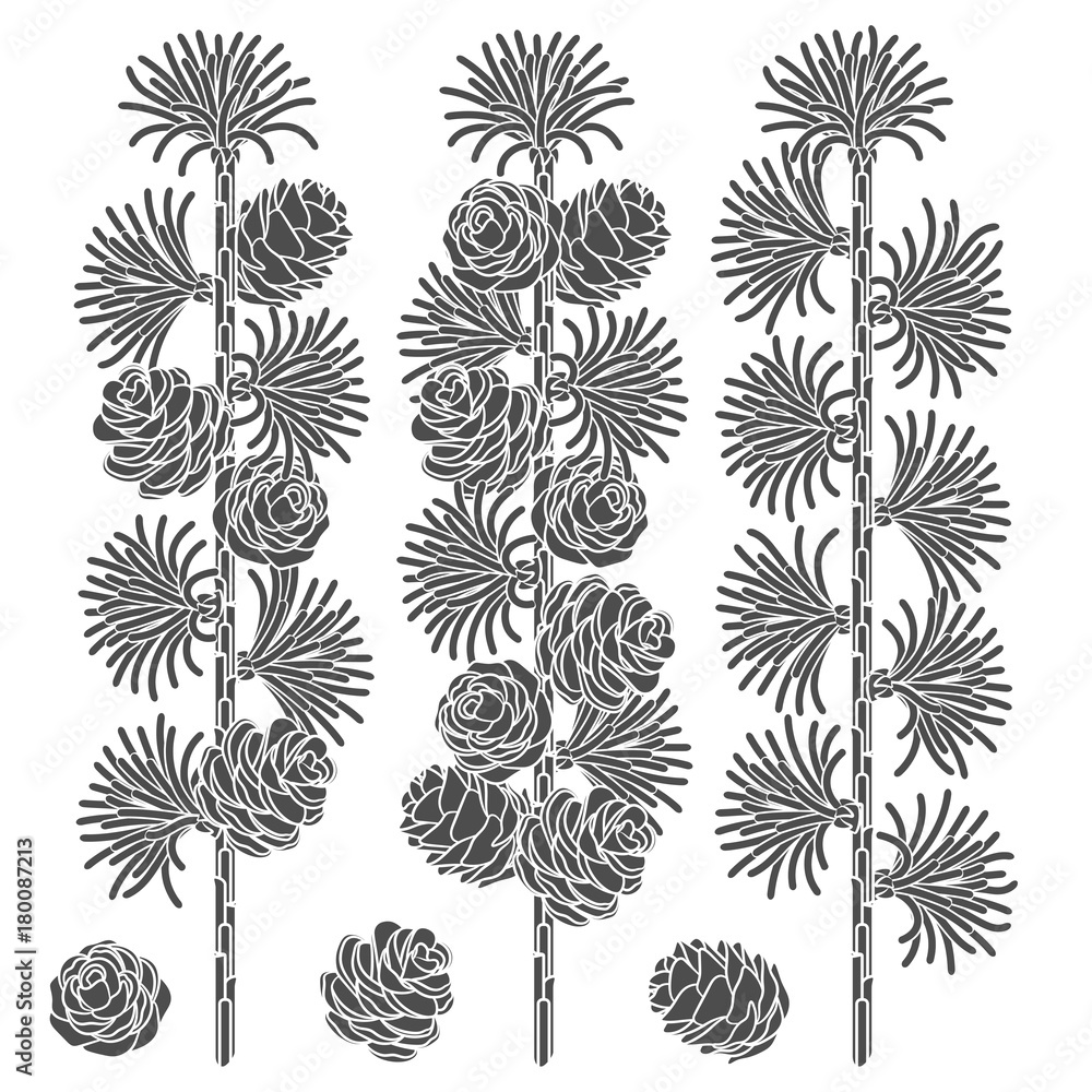Poster set of black and white images of larch branches and cones. isolated vector objects on white backgrou