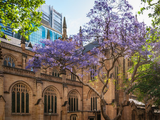 The beautiful sandstone building of Saint Andrew's Cathedral in Sydney in spring, with the purple jacaranda tree in the foreground.